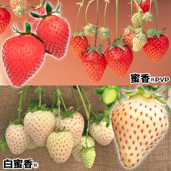 国華園オンラインショップ / イチゴ苗