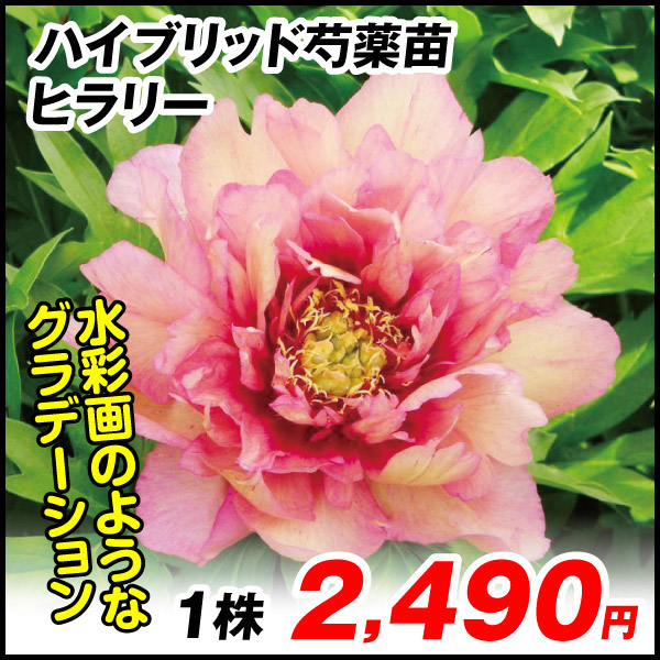 junimama　芍薬３種 野島さんのおまかせ芍薬