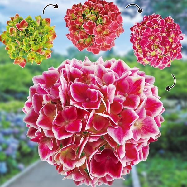 欄&空  輸入アジサイ 苗 7種 欄&空 様専用 輸入アジサイ 苗 7種 国華園オンラインショップ / アジサイ