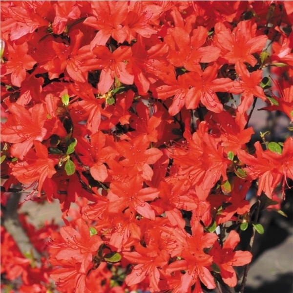 逸品。山採り ヤマツツジ2.3M(鉢底から) 逸品。山採り ヤマツツジ2.3M(鉢底から)