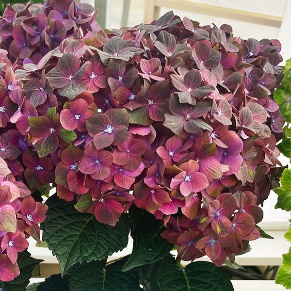 【特選】　アジサイ　マジカルチョコレート　5寸1種4鉢　紫陽花 アジサイ：マジカルチョコレート レッド（4号鉢）秋色紫陽花