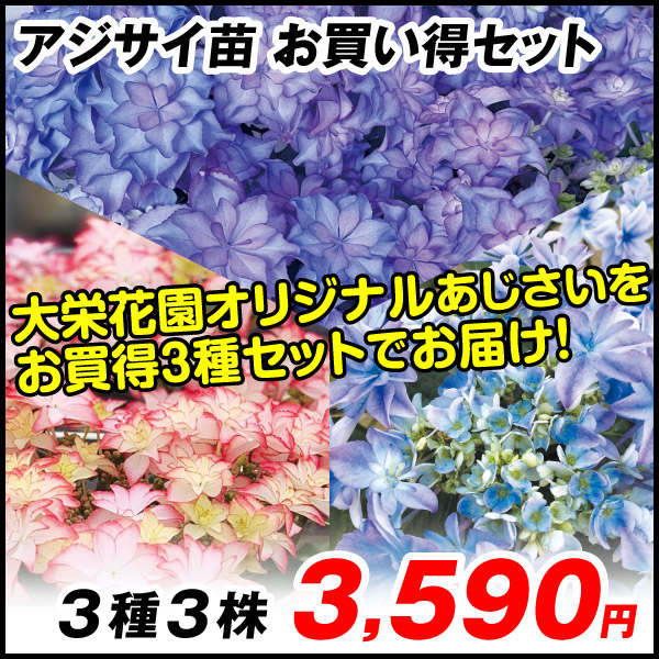 厳選】アジサイ7種9ポット 紫陽花