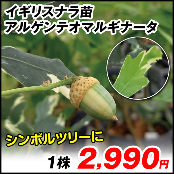 イギリスナラ　苗木　ヨーロッパナラ　アルゲンテオマルギナータ　斑入りドングリ imgrc0068512615.jpg