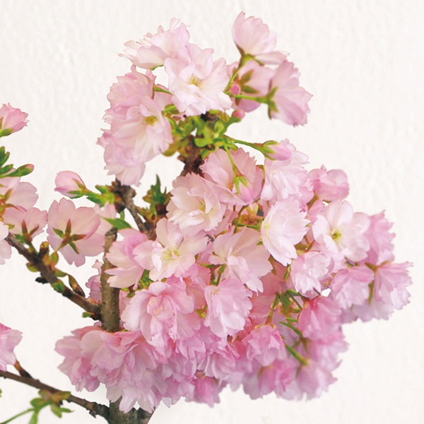 わい性八重桜 嬉しく 【旭山桜】 1年生接木苗