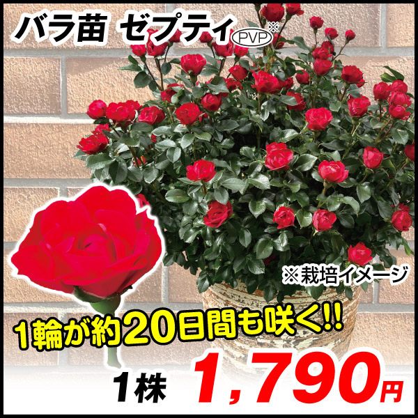 ベティ様専用」切り花品種バラ苗 レアバラ（国華園オンライン