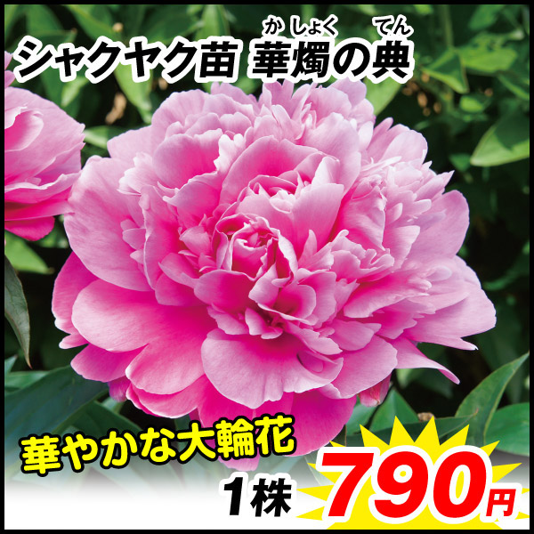 バラ苗 苗木 四季咲バラ苗ガチャ せわしなく (品種見計らい