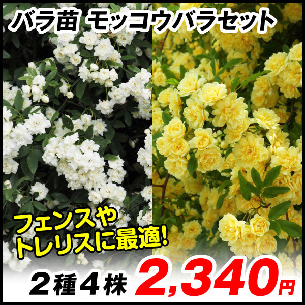 国華園オンラインショップ / バラ苗 モッコウバラセット 2種4株