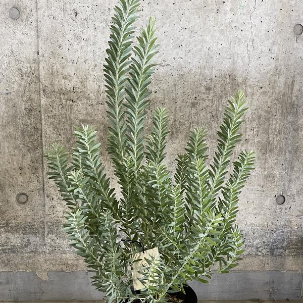 ⑧ アカシアブルーブッシュ 8号特大苗木最高等級