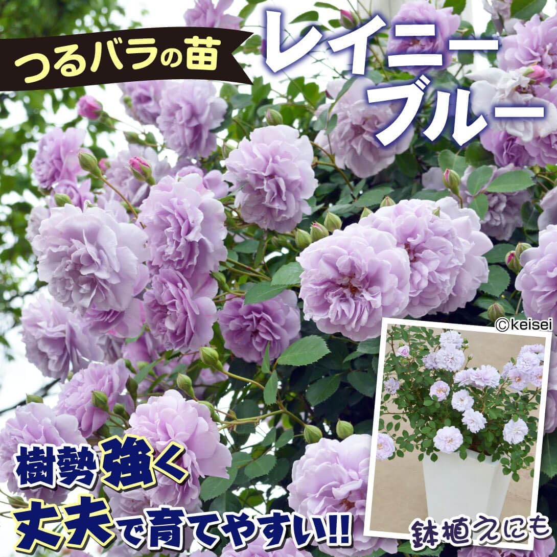 ナナセ様専用