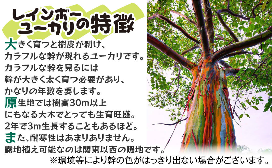 su 曲がりの流れ樹形が美しい ユーカリ グニー 405 樹高1.3m位 希少 曲がりの流れ樹形が美しい ユーカリ グニー 405