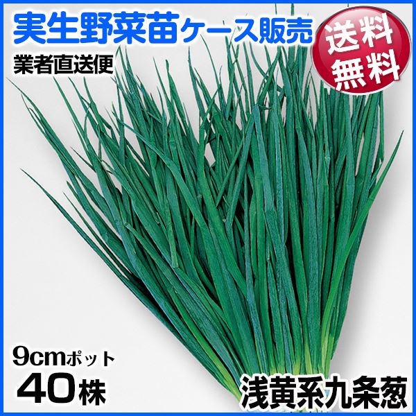 野菜苗ケース販売 ネギ 浅黄系九条葱 周年発送 1ケース(40株入) 送料無料 /業者直送便
