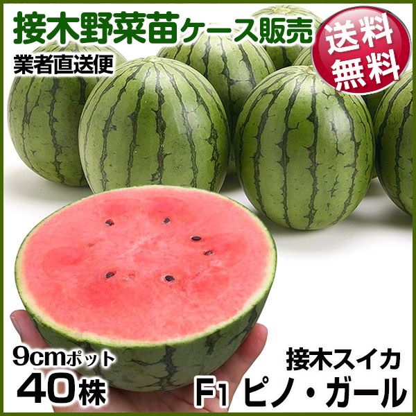 野菜苗ケース販売 スイカ 接木F1ピノ・ガール 6月発送 1ケース(40株入) 送料無料 /業者直送便