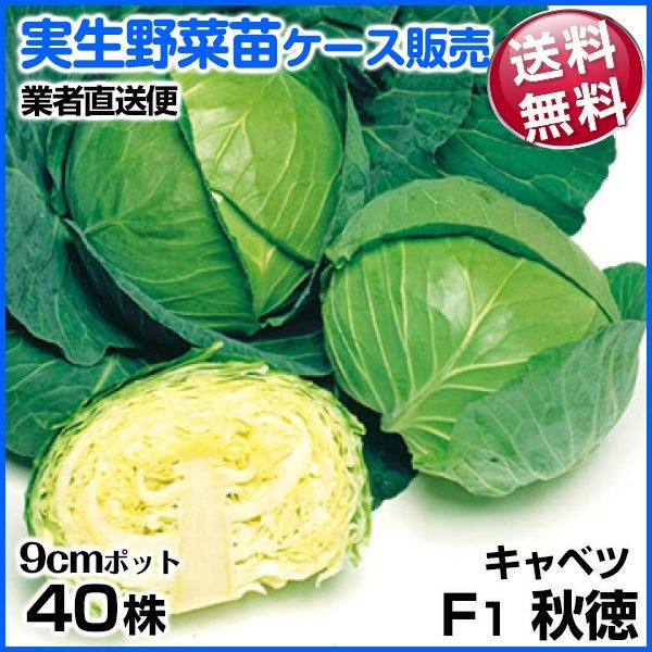 野菜苗ケース販売 キャベツ F1秋徳SP 8月発送 1ケース(40株入) 送料無料 /業者直送便