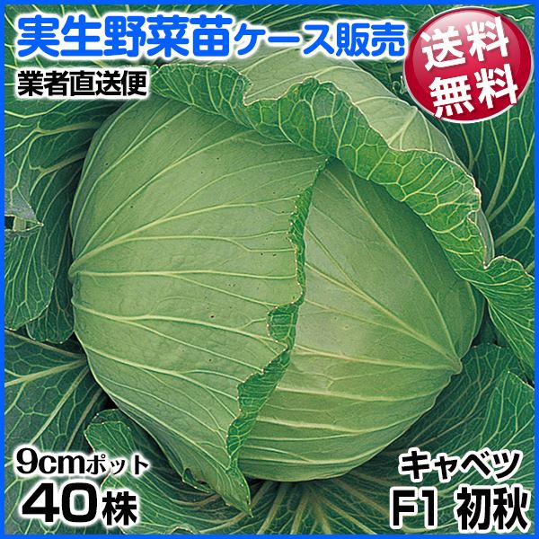 野菜苗ケース販売 キャベツ F1初秋 8月発送 1ケース(40株入) 送料無料 /業者直送便