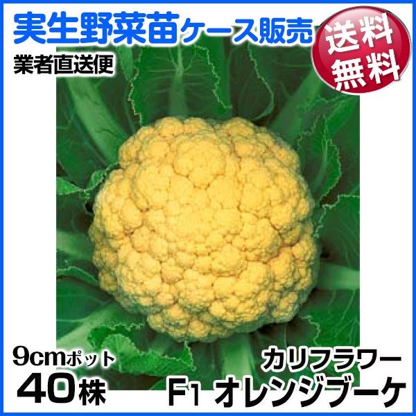 野菜苗ケース販売 カリフラワー F1オレンジブーケ 9月発送 1ケース(40株入) 送料無料 /業者直送便