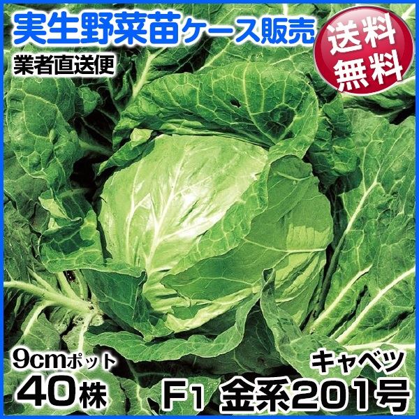 野菜苗ケース販売 キャベツ F1金系201号 9月発送 1ケース(40株入) 送料無料 /業者直送便