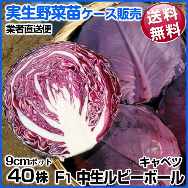 野菜苗ケース販売 キャベツ F1中生ルビーボール 9月発送 1ケース(40株入) 送料無料 /業者直送便
