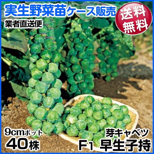 野菜苗ケース販売 芽キャベツ F1早生子持 1ケース(40株入) 送料無料 /業者直送便