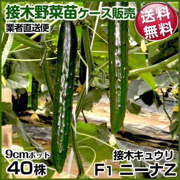 野菜苗ケース販売 キュウリ 接木F1ニーナZ 1ケース(40株入) 送料無料 /業者直送便