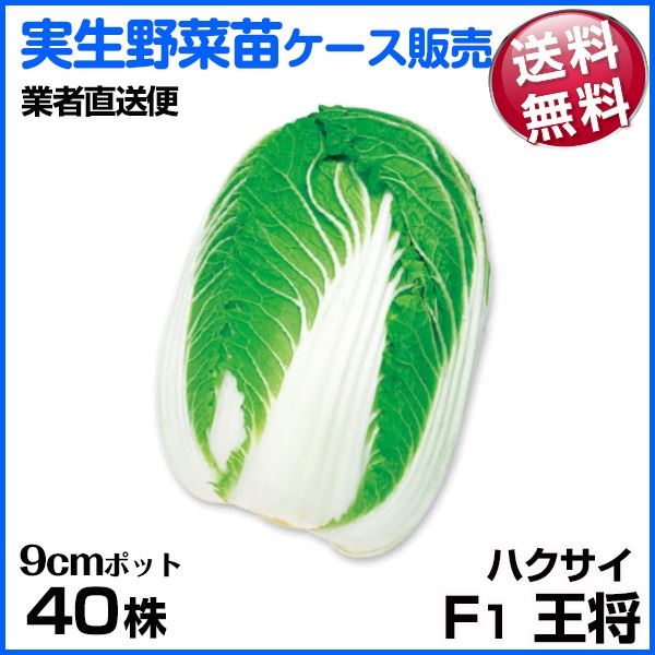 野菜苗ケース販売 ハクサイ F1王将 9月発送 1ケース(40株入) 送料無料 /業者直送便