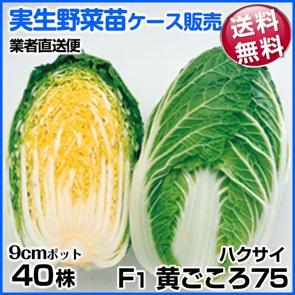 野菜苗ケース販売 ハクサイ F1黄ごころ75 9月発送 1ケース(40株入) 送料無料 /業者直送便