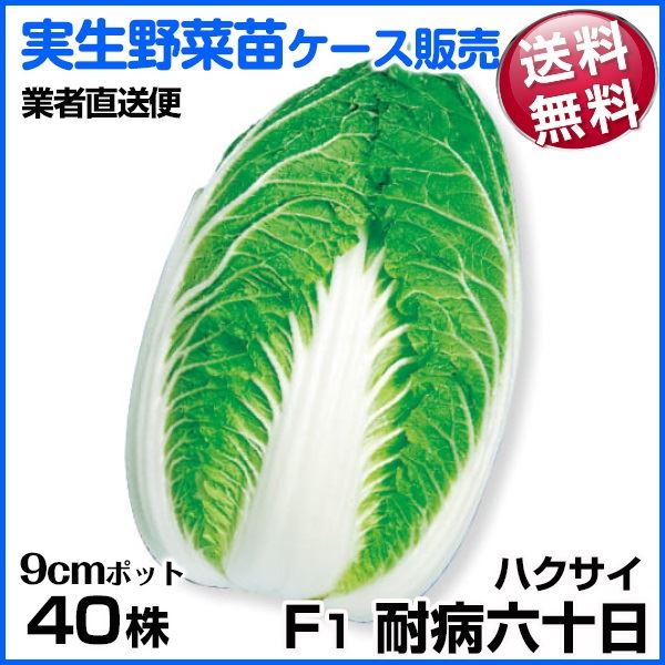 野菜苗ケース販売 ハクサイ F1耐病六十日 9月発送 1ケース(40株入) 送料無料 /業者直送便