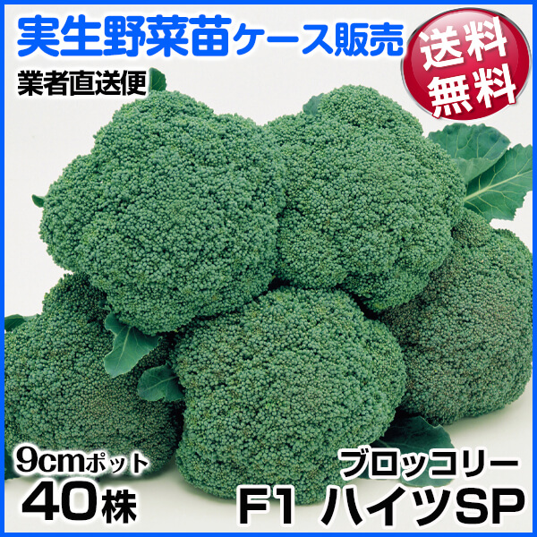 野菜苗ケース販売 ブロッコリー F1ハイツSP 1ケース(40株入) 送料無料 /業者直送便