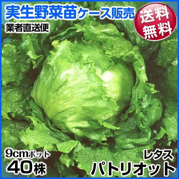 野菜苗ケース販売 レタス パトリオット 9月発送 1ケース(40株入) 送料無料 /業者直送便