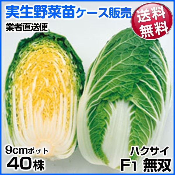 野菜苗ケース販売 ハクサイ F1無双 9月発送 1ケース(40株入) 送料無料 /業者直送便