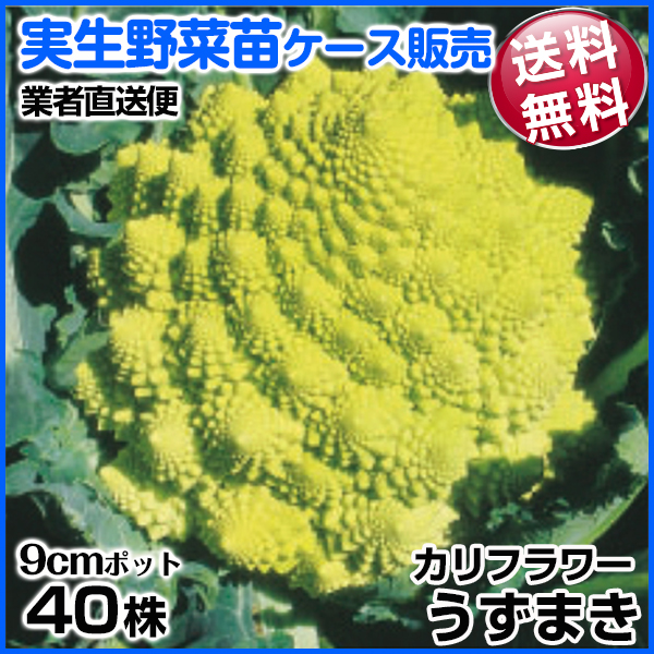野菜苗ケース販売 カリフラワー うずまき 1ケース(40株入) 送料無料 /業者直送便