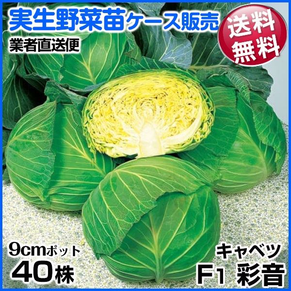 野菜苗ケース販売 キャベツ F1彩音 1ケース(40株入) 送料無料 /業者直送便