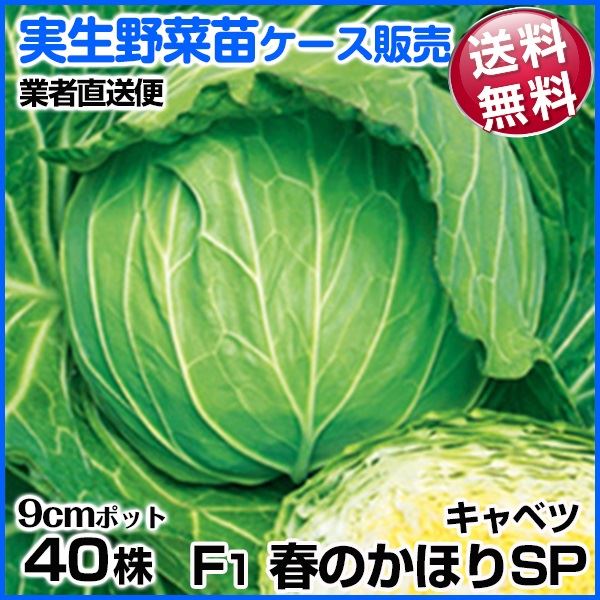 野菜苗ケース販売 キャベツ F1春のかほりSP 10月発送 1ケース(40株入) 送料無料 /業者直送便