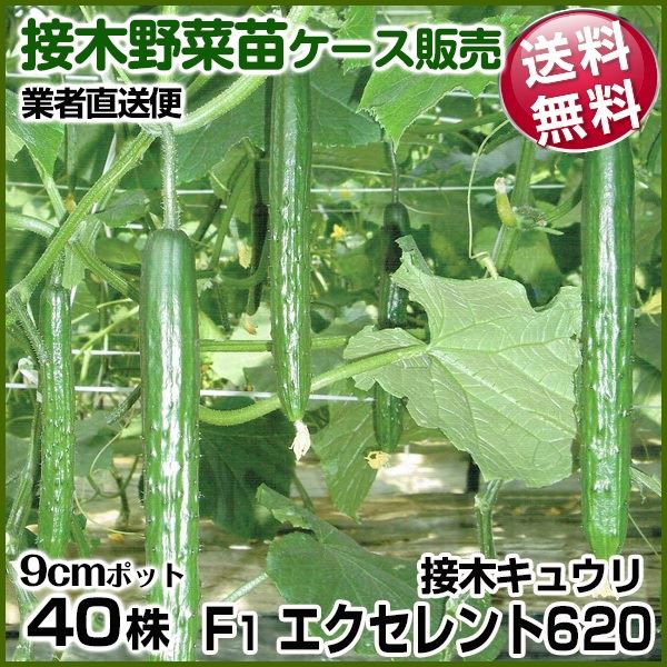 野菜苗ケース販売 キュウリ 接木F1エクセレント620 1ケース(40株入) 送料無料 /業者直送便