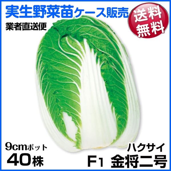 野菜苗ケース販売 ハクサイ F1金将二号 10月発送 1ケース(40株入) 送料無料 /業者直送便