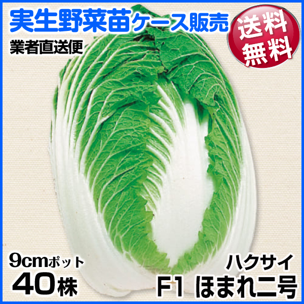 野菜苗ケース販売 ハクサイ F1ほまれ二号 10月発送 1ケース(40株入) 送料無料 /業者直送便
