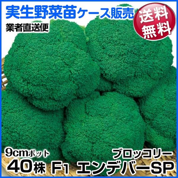 野菜苗ケース販売 ブロッコリー F1エンデバーSP 10月発送 1ケース(40株入) 送料無料 /業者直送便