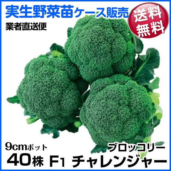 野菜苗ケース販売 ブロッコリー F1チャレンジャー 10月発送 1ケース(40株入) 送料無料 /業者直送便
