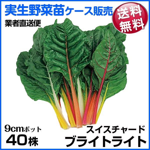 野菜苗ケース販売 スイスチャード ブライトライト 1ケース(40株入) 送料無料 /業者直送便