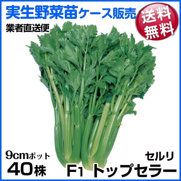 野菜苗ケース販売 セルリ F1トップセラー 1ケース(40株入) 送料無料 /業者直送便
