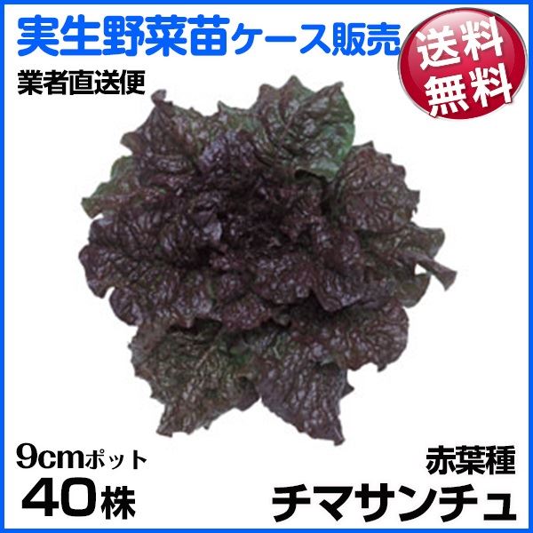 野菜苗ケース販売 チマサンチュ チマサンチュ 赤葉 1ケース(40株入) 送料無料 /業者直送便