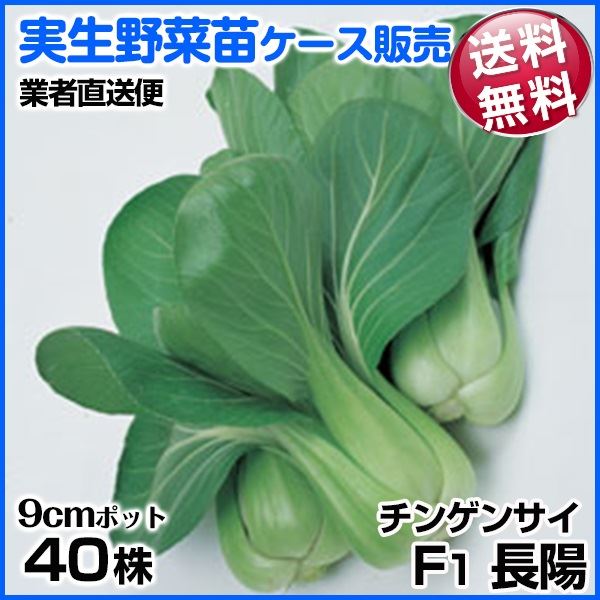 野菜苗ケース販売 チンゲンサイ F1長陽 1ケース(40株入) 送料無料 /業者直送便