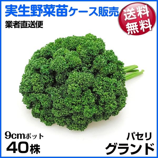 野菜苗ケース販売 パセリ グランド 1ケース(40株入) 送料無料 /業者直送便