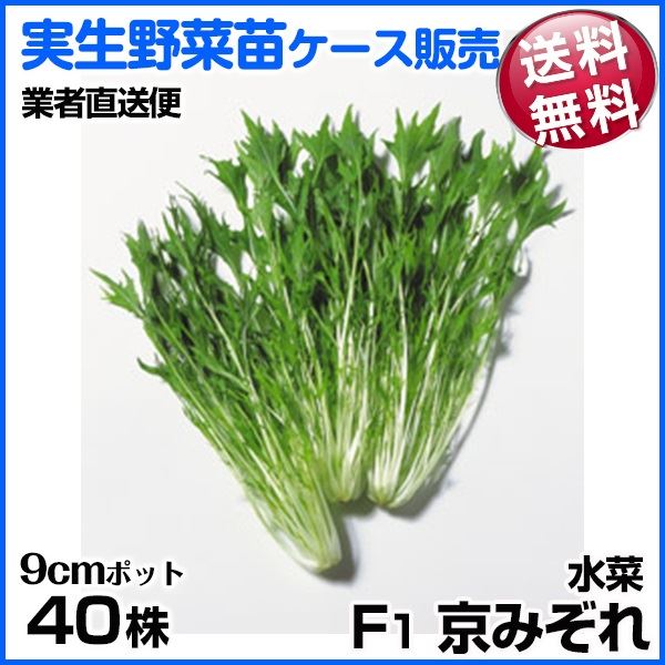 野菜苗ケース販売 水菜 F1京みぞれ 1ケース(40株入) 送料無料 /業者直送便