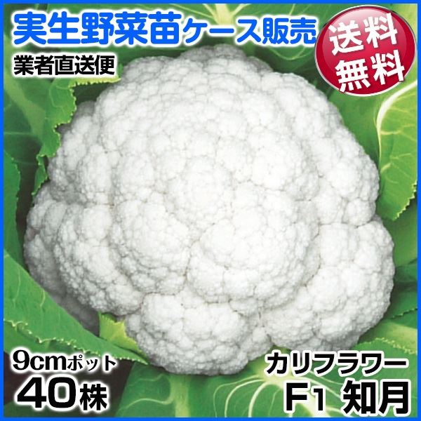 野菜苗ケース販売 カリフラワー F1知月 1ケース(40株入) 送料無料 /業者直送便