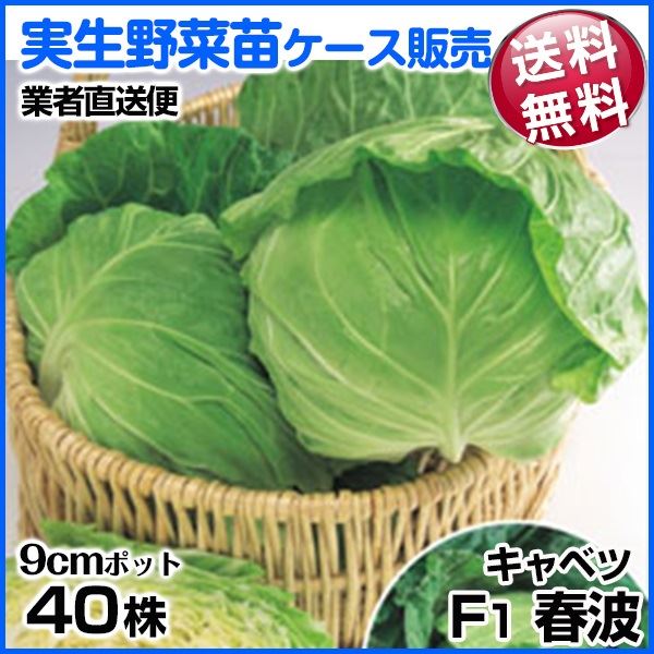 野菜苗ケース販売 キャベツ F1春波 1ケース(40株入) 送料無料 /業者直送便