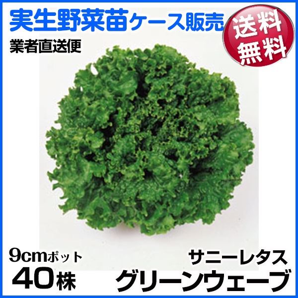 野菜苗ケース販売 サニーレタス(青） グリーンウェーブ 1ケース(40株入) 送料無料 /業者直送便