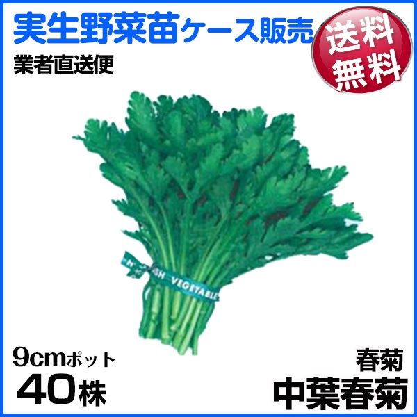 野菜苗ケース販売 春菊 中葉春菊 1ケース(40株入) 送料無料 /業者直送便