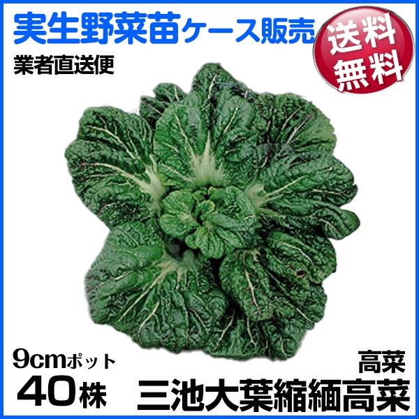 野菜苗ケース販売 高菜 三池大葉縮緬高菜 1ケース(40株入) 送料無料 /業者直送便