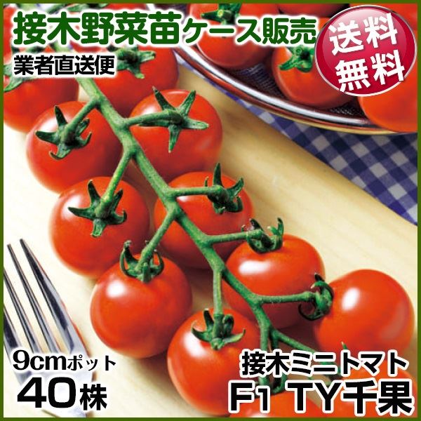 野菜苗ケース販売 トマト 接木F1TY千果 1ケース(40株入) 送料無料 /業者直送便
