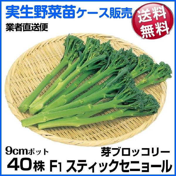 野菜苗ケース販売 茎ブロッコリー F1スティックセニョール 1ケース(40株入) 送料無料 /業者直送便